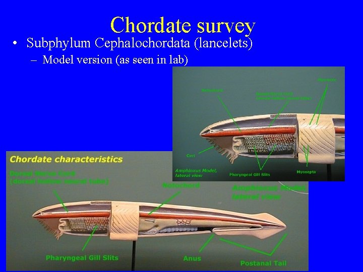 Chordate survey • Subphylum Cephalochordata (lancelets) – Model version (as seen in lab) Chordate survey • Subphylum Cephalochordata (lancelets) – Model version (as seen in lab)