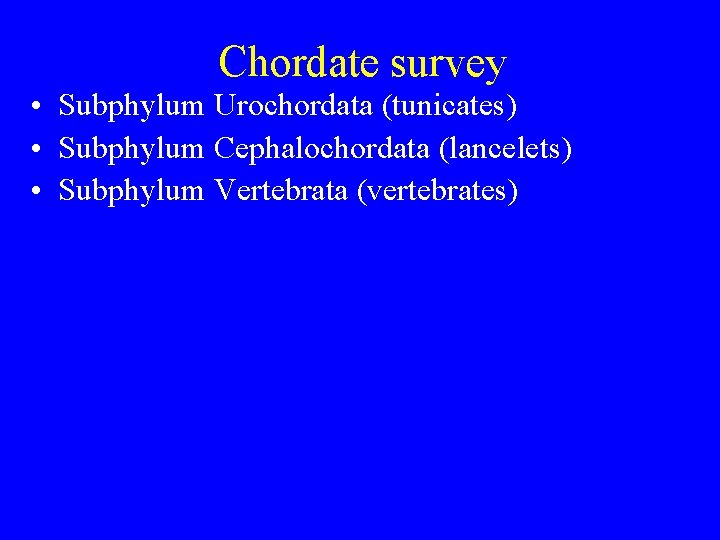 Chordate survey • Subphylum Urochordata (tunicates) • Subphylum Cephalochordata (lancelets) • Subphylum Vertebrata (vertebrates) Chordate survey • Subphylum Urochordata (tunicates) • Subphylum Cephalochordata (lancelets) • Subphylum Vertebrata (vertebrates)