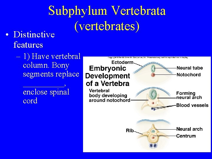 Subphylum Vertebrata (vertebrates) • Distinctive features – 1) Have vertebral column. Bony segments replace Subphylum Vertebrata (vertebrates) • Distinctive features – 1) Have vertebral column. Bony segments replace