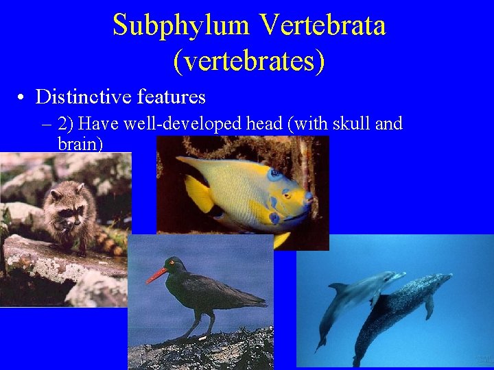 Subphylum Vertebrata (vertebrates) • Distinctive features – 2) Have well-developed head (with skull and Subphylum Vertebrata (vertebrates) • Distinctive features – 2) Have well-developed head (with skull and