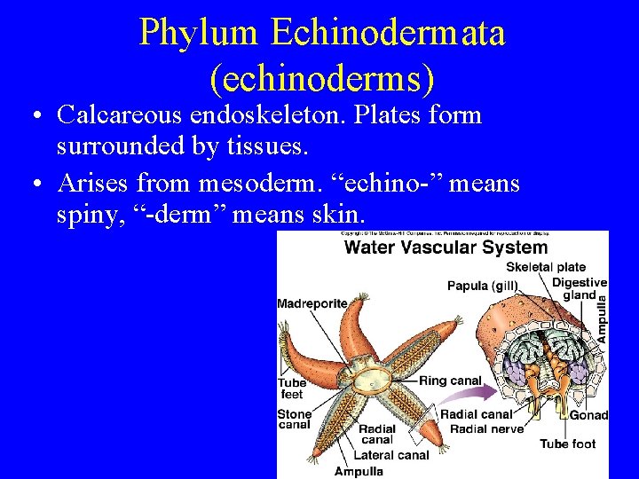 Phylum Echinodermata (echinoderms) • Calcareous endoskeleton. Plates form surrounded by tissues. • Arises from Phylum Echinodermata (echinoderms) • Calcareous endoskeleton. Plates form surrounded by tissues. • Arises from
