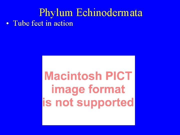 Phylum Echinodermata • Tube feet in action Phylum Echinodermata • Tube feet in action