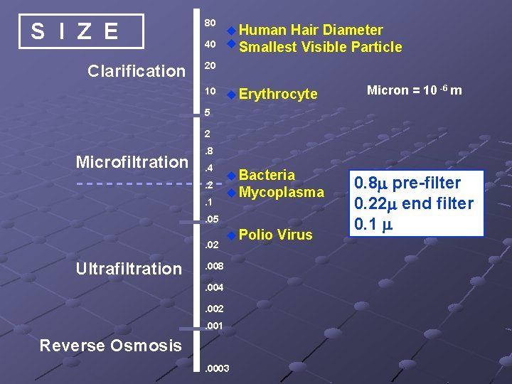 S I Z E Clarification 80 u Human Hair Diameter 40 u Smallest Visible