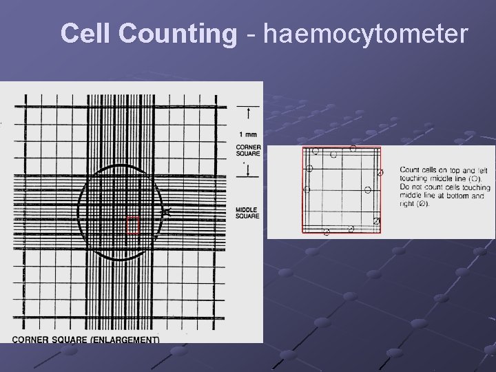 Cell Counting - haemocytometer 