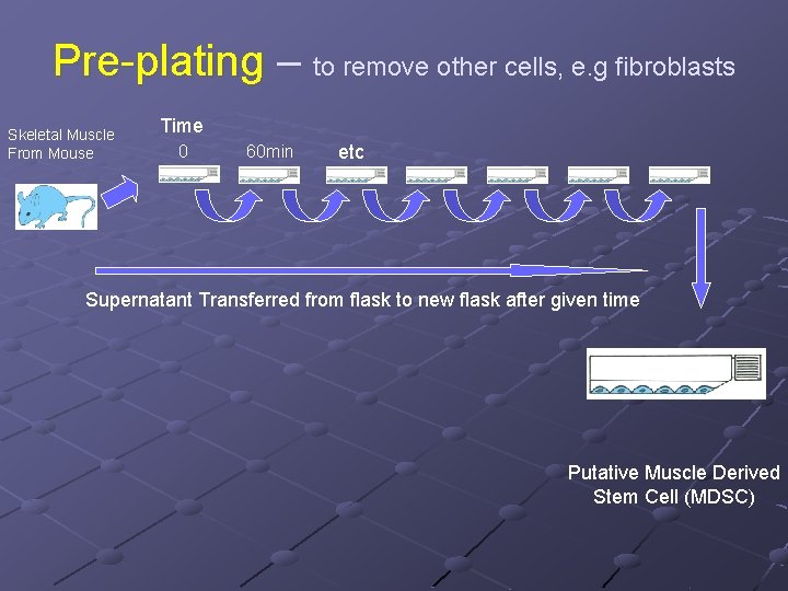 Pre-plating – to remove other cells, e. g fibroblasts Skeletal Muscle From Mouse Time