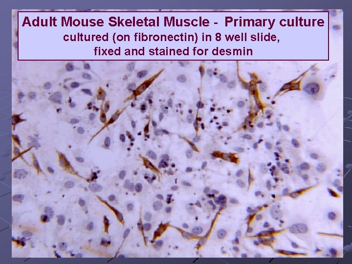 Adult Mouse Skeletal Muscle - Primary cultured (on fibronectin) in 8 well slide, fixed