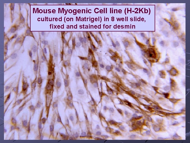 Mouse Myogenic Cell line (H-2 Kb) cultured (on Matrigel) in 8 well slide, fixed