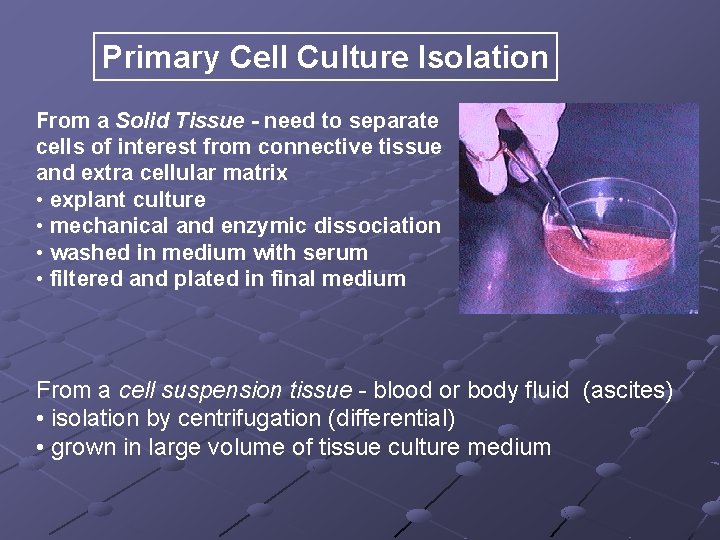 Primary Cell Culture Isolation From a Solid Tissue - need to separate cells of