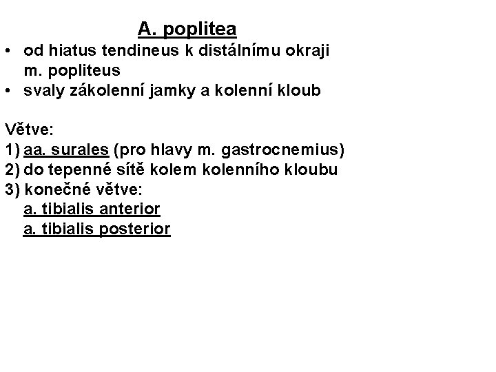 A. poplitea • od hiatus tendineus k distálnímu okraji m. popliteus • svaly zákolenní