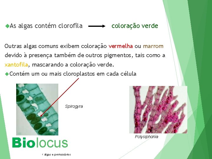  As algas contém clorofila coloração verde Outras algas comuns exibem coloração vermelha ou