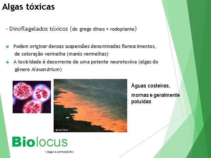 Algas tóxicas - Dinoflagelados tóxicos (do grego dinos = rodopiante) Podem originar densas suspensões