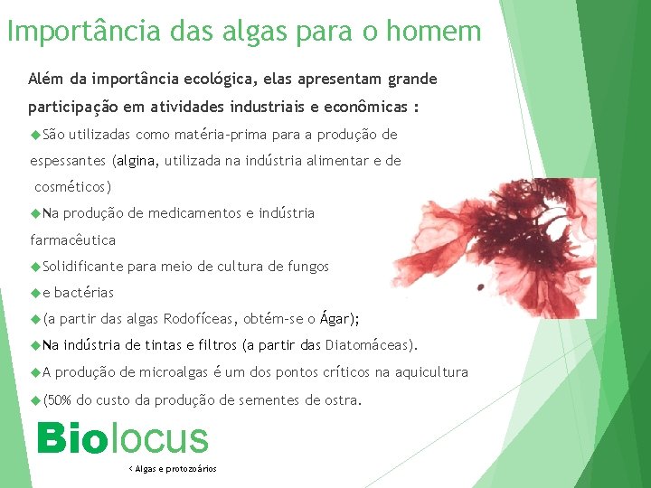 Importância das algas para o homem Além da importância ecológica, elas apresentam grande participação