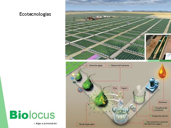 Ecotecnologias Biolocus < Algas e protozoários 