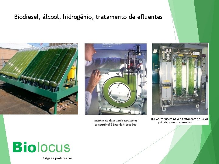 Biodiesel, álcool, hidrogênio, tratamento de efluentes Biolocus < Algas e protozoários 