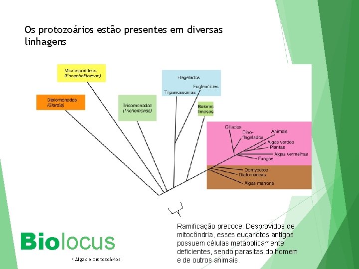 Os protozoários estão presentes em diversas linhagens Biolocus < Algas e protozoários Ramificação precoce.