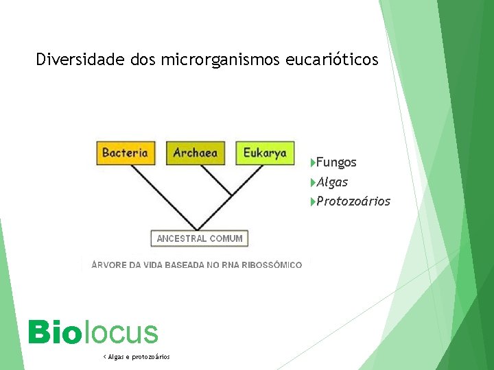 Diversidade dos microrganismos eucarióticos Fungos Algas Protozoários Biolocus < Algas e protozoários 