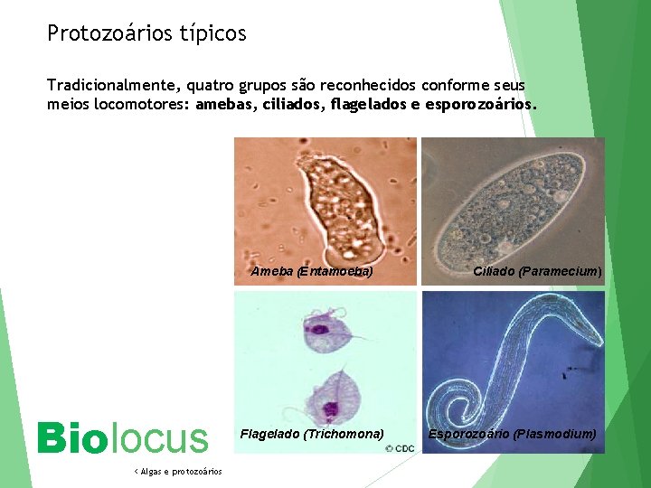 Protozoários típicos Tradicionalmente, quatro grupos são reconhecidos conforme seus meios locomotores: amebas, ciliados, flagelados