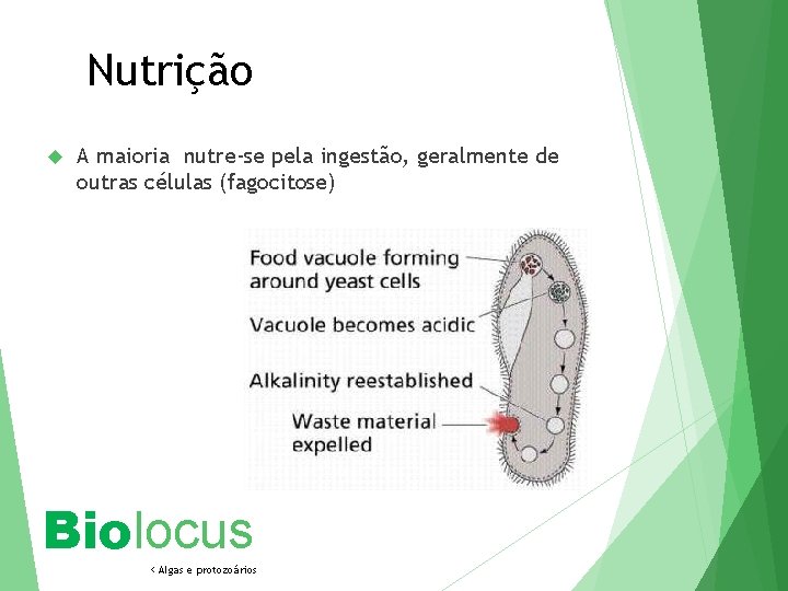 Nutrição A maioria nutre-se pela ingestão, geralmente de outras células (fagocitose) Biolocus < Algas