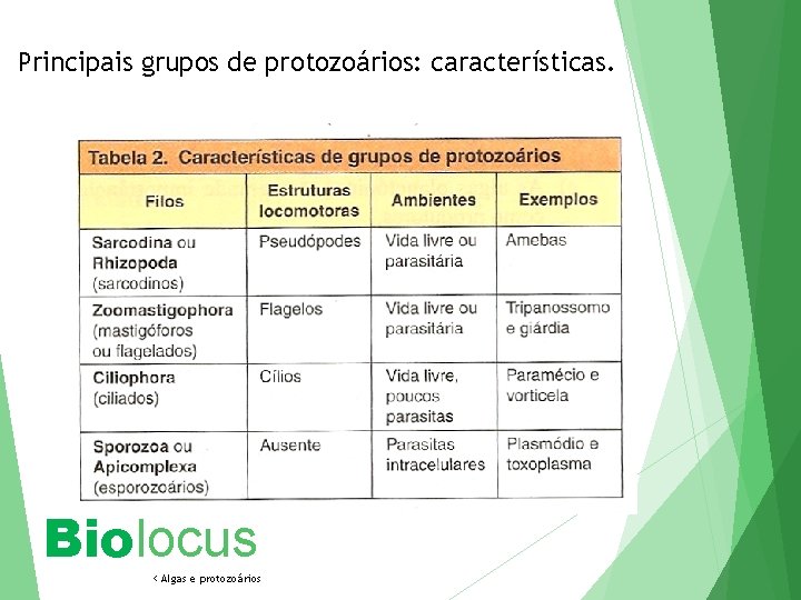 Principais grupos de protozoários: características. Biolocus < Algas e protozoários 