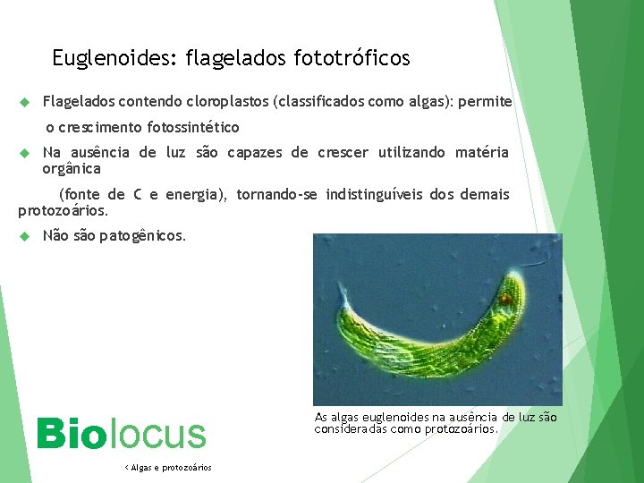 Euglenoides: flagelados fototróficos Flagelados contendo cloroplastos (classificados como algas): permite o crescimento fotossintético Na