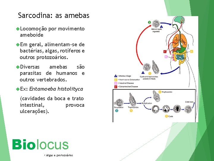Sarcodina: as amebas Locomoção por movimento ameboide Em geral, alimentam-se de bactérias, algas, rotíferos