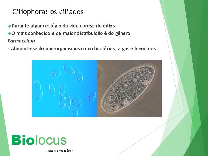 Ciliophora: os ciliados Durante O algum estágio da vida apresenta cílios mais conhecido e