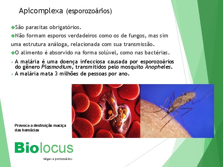 Apicomplexa (esporozoários) São parasitas obrigatórios. Não formam esporos verdadeiros como os de fungos, mas