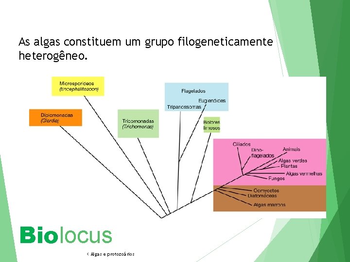 As algas constituem um grupo filogeneticamente heterogêneo. Biolocus < Algas e protozoários 