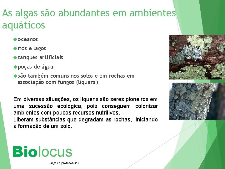 As algas são abundantes em ambientes aquáticos oceanos rios e lagos tanques poças artificiais