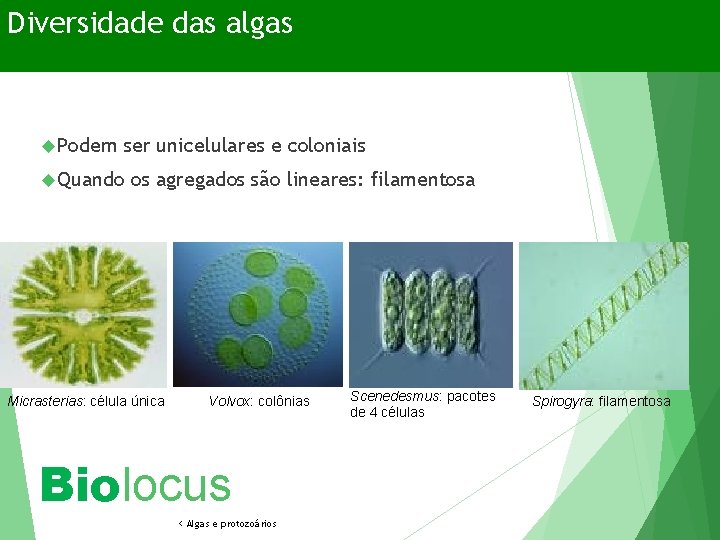 Diversidade das algas Podem ser unicelulares e coloniais Quando os agregados são lineares: filamentosa