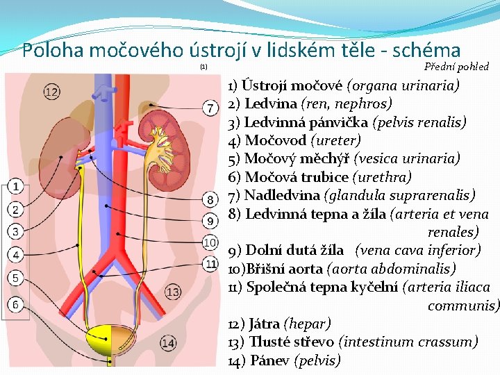 Poloha močového ústrojí v lidském těle - schéma (1) Přední pohled 1) Ústrojí močové