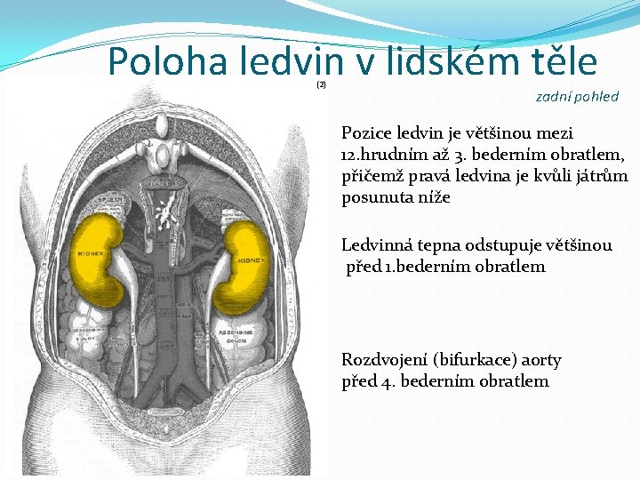 Poloha ledvin v lidském těle (2) zadní pohled Pozice ledvin je většinou mezi 12.