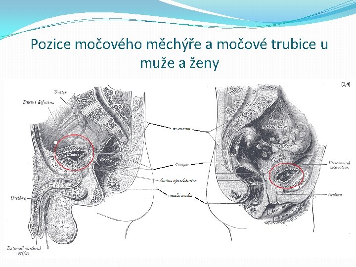 Pozice močového měchýře a močové trubice u muže a ženy (3, 4) 