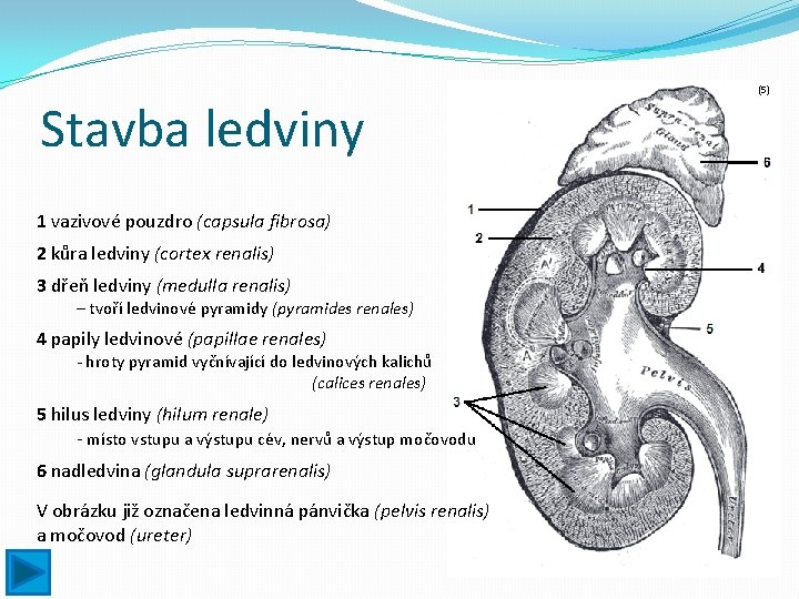 Stavba ledviny 1 vazivové pouzdro (capsula fibrosa) 2 kůra ledviny (cortex renalis) 3 dřeň