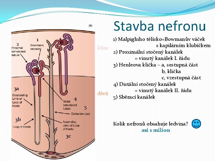 (6) 2 Stavba nefronu 1) Malpighiho tělísko=Bowmanův váček s kapilárním klubíčkem kůra 2) Proximální