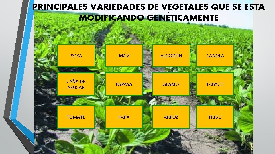 PRINCIPALES VARIEDADES DE VEGETALES QUE SE ESTA MODIFICANDO GENÉTICAMENTE SOYA MAIZ ALGODÓN CANOLA CAÑA