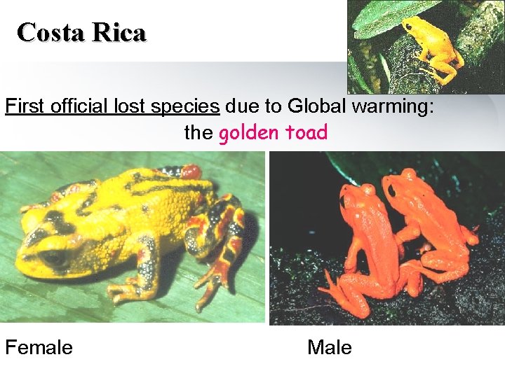 Costa Rica First official lost species due to Global warming: the golden toad Female