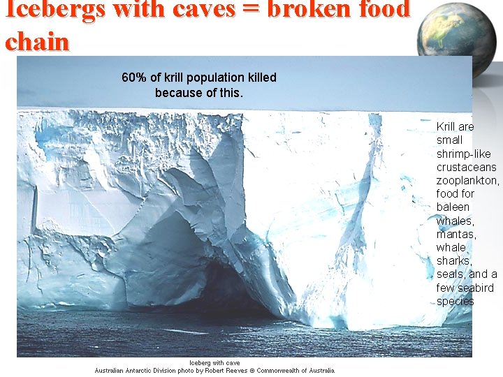 Icebergs with caves = broken food chain 60% of krill population killed because of