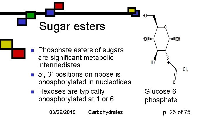 Sugar esters n n n Phosphate esters of sugars are significant metabolic intermediates 5’,