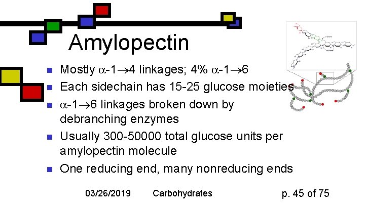 Amylopectin n n Mostly -1 4 linkages; 4% -1 6 Each sidechain has 15