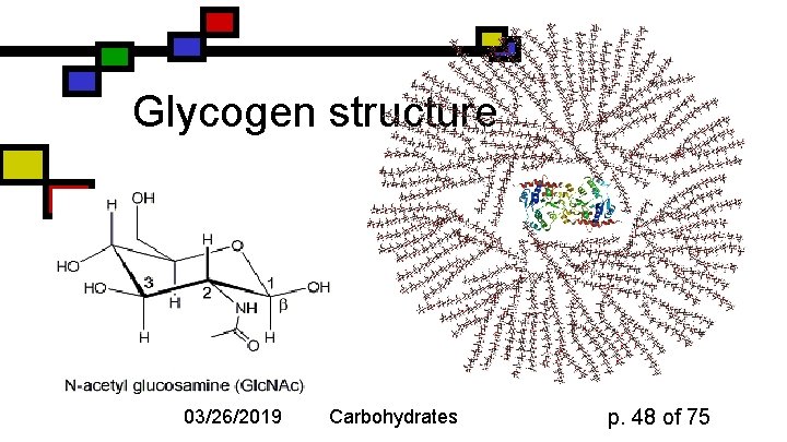 Glycogen structure 03/26/2019 Carbohydrates p. 48 of 75 