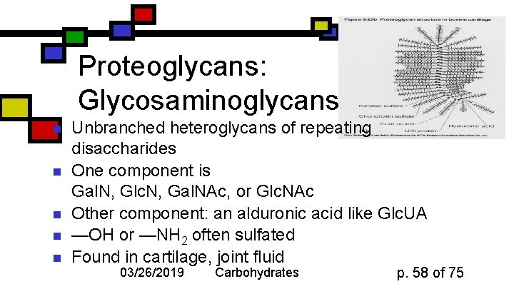 Proteoglycans: Glycosaminoglycans n n n Unbranched heteroglycans of repeating disaccharides One component is Gal.