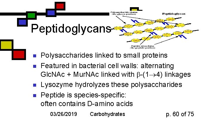 Peptidoglycans n n Polysaccharides linked to small proteins Featured in bacterial cell walls: alternating