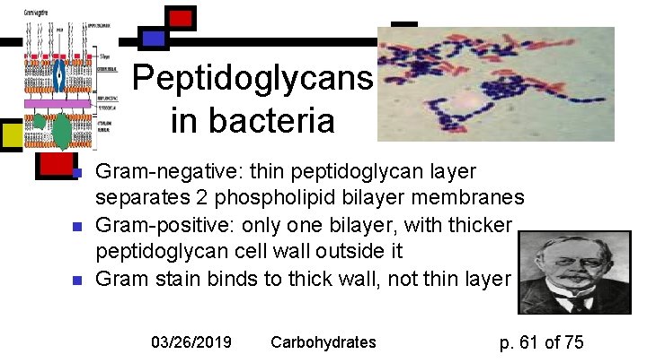 Peptidoglycans in bacteria n n n Gram-negative: thin peptidoglycan layer separates 2 phospholipid bilayer