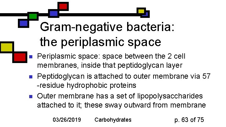 Gram-negative bacteria: the periplasmic space n n n Periplasmic space: space between the 2