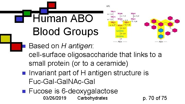 Human ABO Blood Groups n n n Based on H antigen: cell-surface oligosaccharide that