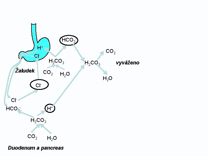 HCO 3 H+ CO 2 ClŽaludek H 2 CO 3 CO 2 H 2