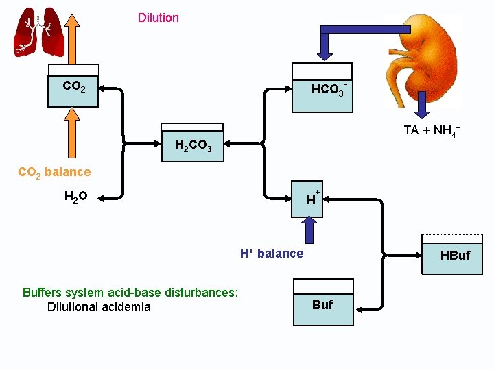 Dilution HCO 3 - CO 2 TA + NH 4+ H 2 CO 3