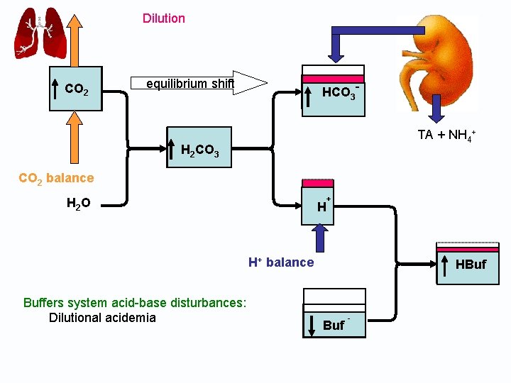 Dilution CO 2 equilibrium shift HCO 3 TA + NH 4+ H 2 CO