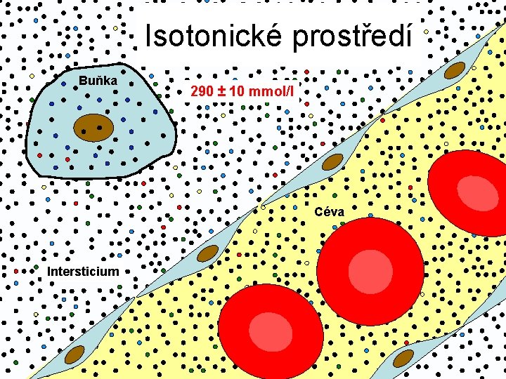 Isotonické prostředí Buňka 290 ± 10 mmol/l Céva Intersticium 
